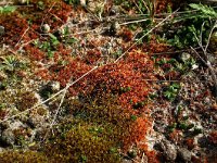 Syntrichia ruralis var arenicola 3, Groot duinsterretje, Saxifraga-Hans Boll