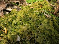 Thuidium tamariscinum 5, Gewoon thujamos, Saxifraga-Hans Boll