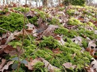 Thuidium tamariscinum 6, Gewoon thujamos, Saxifraga-Jelle van Dijk