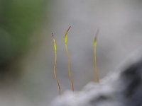 Tortula muralis 10, Gewoon muursterretje, Saxifraga-Luuk Vermeer