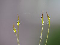 Tortula muralis 11, Gewoon muursterretje, Saxifraga-Luuk Vermeer