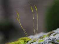 Tortula muralis 12, Gewoon muursterretje, Saxifraga-Luuk Vermeer