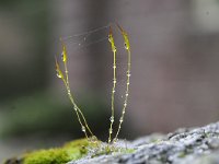 Tortula muralis 13, Gewoon muursterretje, Saxifraga-Luuk Vermeer