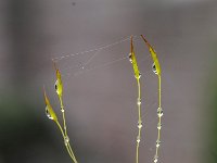 Tortula muralis 14, Gewoon muursterretje, Saxifraga-Luuk Vermeer