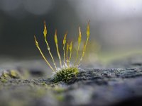 Tortula muralis 15, Gewoon muursterretje, Saxifraga-Luuk Vermeer