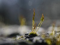 Tortula muralis 16, Gewoon muursterretje, Saxifraga-Luuk Vermeer