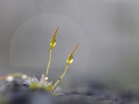 Tortula muralis 17, Gewoon muursterretje, Saxifraga-Luuk Vermeer