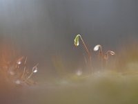 Tortula muralis 18, Gewoon muursterretje, Saxifraga-Luuk Vermeer