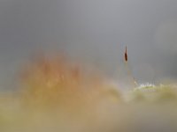 Tortula muralis 19, Gewoon muursterretje, Saxifraga-Luuk Vermeer