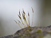 Tortula muralis 20, Gewoon muursterretje, Saxifraga-Luuk Vermeer