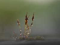 Tortula muralis 21, Gewoon muursterretje, Saxifraga-Luuk Vermeer