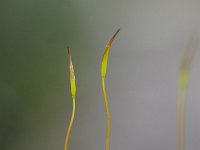 Tortula muralis 22, Gewoon muursterretje, Saxifraga-Luuk Vermeer