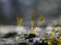 Tortula muralis 23, Gewoon muursterretje, Saxifraga-Luuk Vermeer