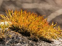 Tortula muralis 02, Gewoon muursterretje, AHB  Gewoon muursterretje, Tortula muralis Springendal op 4 maart 2018 Validatie https://waarneming.nl/waarneming/view/149093428