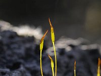 Tortula muralis 4, Gewoon muursterretje, Saxifraga-Luuk Vermeer