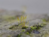 Tortula muralis 5, Gewoon muursterretje, Saxifraga-Luuk Vermeer