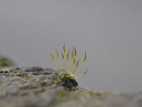 Tortula muralis 6, Gewoon muursterretje, Saxifraga-Luuk Vermeer