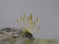 Tortula muralis 7, Gewoon muursterretje, Saxifraga-Luuk Vermeer