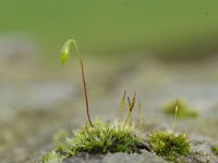 Tortula muralis 8, Gewoon muursterretje, Saxifraga-Luuk Vermeer