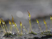 Tortula muralis 9, Gewoon muursterretje, Saxifraga-Luuk Vermeer