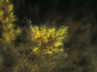 Bryopsis plumosa 1, Vederwier, Saxifraga-Eric Gibcus