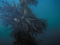 Codium fragile 5, Viltwier, Saxifraga-Eric Gibcus