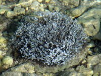 Acetabularia meditteranea