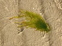 Blidingia minima 2, Klein darmwier, Saxifraga-Foto Fitis-Sytske Dijksen