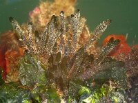 Codium fragile 2, Viltwier, Saxifraga-Foto Fitis-Sytske Dijksen