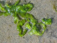 Ulva intestinalis 2, Groot darmwier, Saxifraga-Foto Fitis-Sytske Dijksen