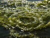 Ulva intestinalis 3, Groot darmwier, Saxifraga-Foto Fitis-Sytske Dijksen