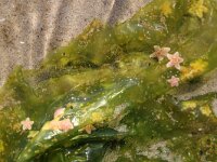 Ulva lactuca 25, Zeesla, Saxifraga-Foto Fitis-Sytske Dijksen