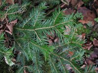 Abies alba 6, Zilverspar, Saxifraga-Rutger Barendse