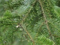 Abies nordmanniana