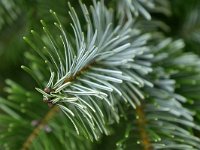 Abies nordmanniana 2, Kaukasische zilverspar, Saxifraga-Tom Heijnen