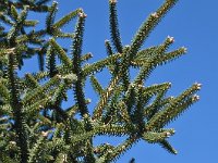 Abies pinsapo 37, Saxifraga-Harry Jans