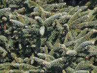 Abies pinsapo 38, Saxifraga-Harry Jans