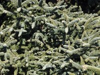 Abies pinsapo 39, Saxifraga-Harry Jans