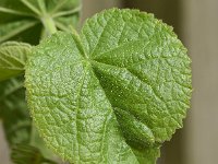 Abutilon theophrasti 39, Fluweelblad, Saxifraga-Sonja Bouwman  801. Fluweelblad - Abutilon theophrasti - Malvaceae familie (zw)