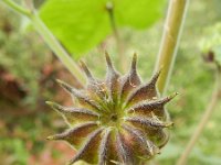 Abutilon theophrasti 10, Fluweelblad, Saxifraga-Rutger Barendse