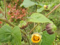 Abutilon theophrasti 11, Fluweelblad, Saxifraga-Rutger Barendse