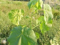 Abutilon theophrasti 14, Fluweelblad, Saxifraga-Rutger Barendse