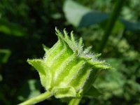 Abutilon theophrasti 15, Fluweelblad, Saxifraga-Rutger Barendse