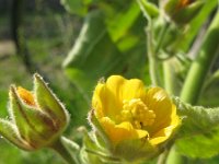 Abutilon theophrasti 17, Fluweelblad, Saxifraga-Rutger Barendse