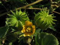 Abutilon theophrasti 18, Fluweelblad, Saxifraga-Rutger Barendse