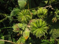 Abutilon theophrasti 19, Fluweelblad, Saxifraga-Rutger Barendse