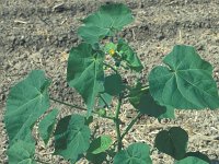 Abutilon theophrasti 2, Fluweelblad, Saxifraga-Iñigo Sanchez