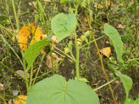 Abutilon theophrasti 20, Fluweelblad, Saxifraga-Rutger Barendse