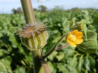 Abutilon theophrasti 21, Fluweelblad, Saxifraga-Peter Meininger