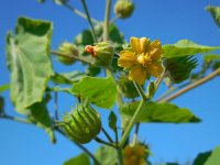 Abutilon theophrasti 22, Fluweelblad, Saxifraga-Ed Stikvoort